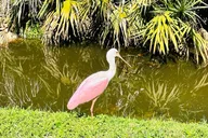 Ormond Beach Manatee and Nature Kayak Tour thumbnail 6