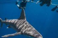 West Palm Beach Shark Snorkel Adventure thumbnail 1