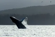 Sitka Marine Wildlife Tour thumbnail 4
