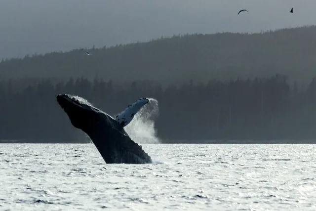 Sitka Marine Wildlife Tour - Image 4