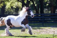 Ocala Gypsy Gold Horse Farm Tour thumbnail 4