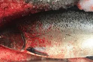 Ketchikan Salmon Fishing Private Charter thumbnail 4