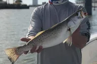Galveston Jetty Fishing Trip 4.5 Hr thumbnail 4