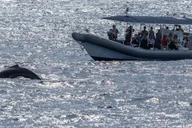Kona Whale Watching Super-Raft Tour 2.5 hr thumbnail 4