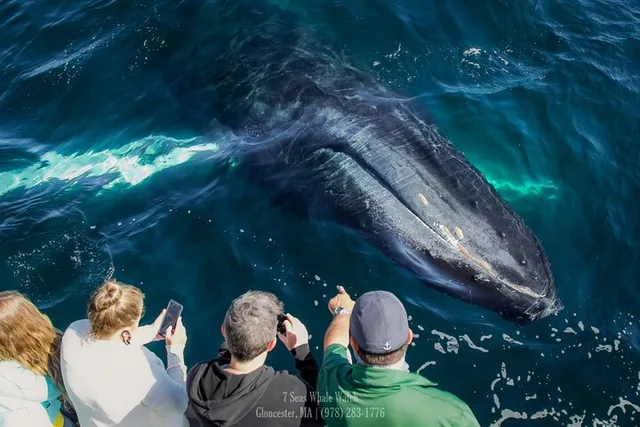 Gloucester Whale Watching Tour - Image 1