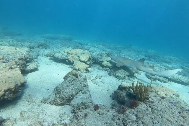 Pompano Beach Reef Snorkeling Tour - Image 6