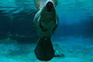 Crystal River Manatee Swim 3 hr thumbnail 2