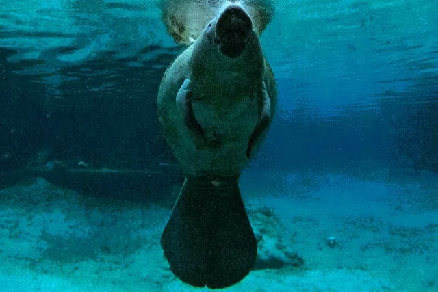 Crystal River Manatee Swim 3 hr - Image 2