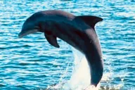 Orange Beach Dolphin Tour at Sunset 90 min thumbnail 4