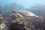 Ma'alaea Harbor Snorkeling Trip to Molokini and Turtle Arches thumbnail 3
