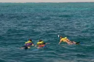 Key Largo Snorkeling Tour to John Pennekamp Coral Reef thumbnail 4