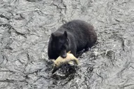 Ketchikan Wildlife and Waterfall Tour 90 min thumbnail 3