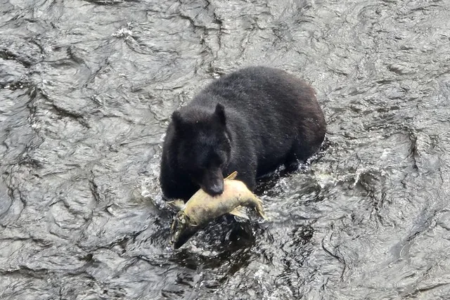 Ketchikan Wildlife and Waterfall Tour 90 min - Image 3