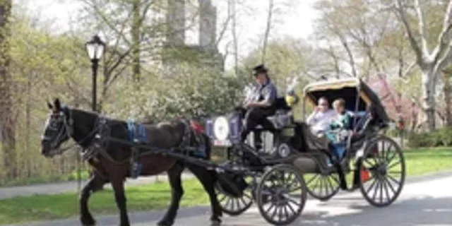 New York City Central Park Horse Carriage Ride 45 Min - Image 3