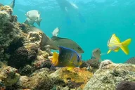 Key West Sandbar and Snorkeling Charter thumbnail 5