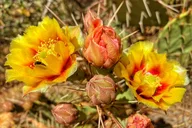 Sedona Sacred Canyons Loop Hike thumbnail 3