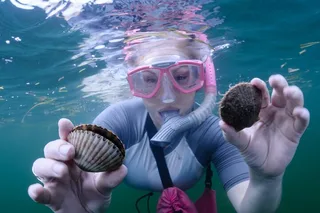 Crystal River Scallop Hunt with In-Water Guide