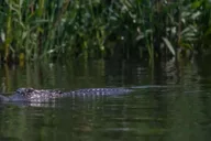 New Orleans Swamp Eco Tour with Local Guide 2 hr thumbnail 3