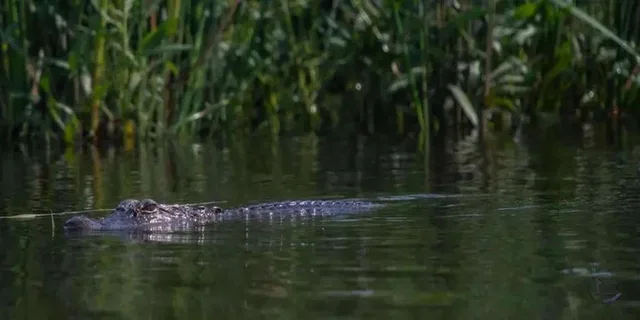 New Orleans Swamp Eco Tour with Local Guide 2 hr - Image 3