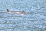 St. Augustine Dolphin and Wildlife Boat Tour thumbnail 6