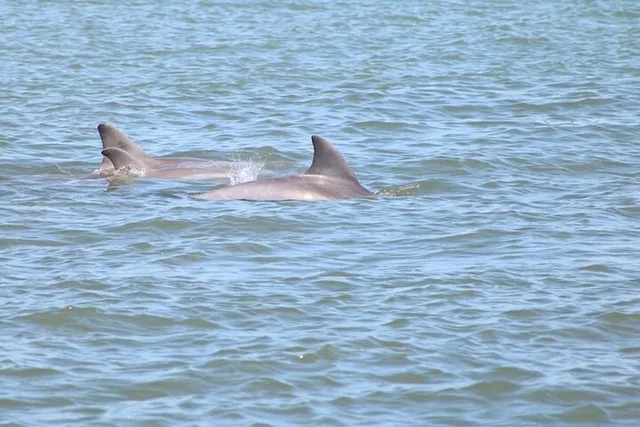 St. Augustine Dolphin and Wildlife Boat Tour - Image 6