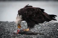 Haines Eagle Preserve Float Trip thumbnail 5