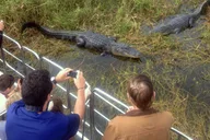 Orlando Everglades Airboat Tour and Wildlife Park thumbnail 2