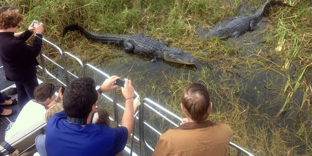 Orlando Everglades Airboat Tour and Wildlife Park - Image 2