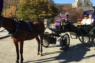 New York Central Park Horse Carriage Ride thumbnail 1