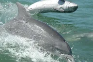 Destin Dolphin Watching and Sunset Cruise thumbnail 4