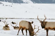 Grand Teton Wildlife Safari 1 hr thumbnail 1