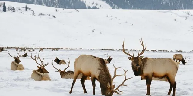 Grand Teton Wildlife Safari 1 hr - Image 1