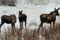Cody Wildlife Safari in Northern Yellowstone thumbnail 6