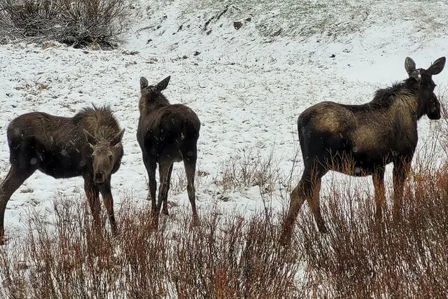 Cody Wildlife Safari in Northern Yellowstone - Image 6