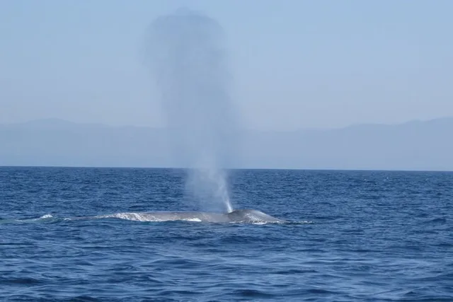 San Diego Whale and Dolphin Watching Tour - Image 4