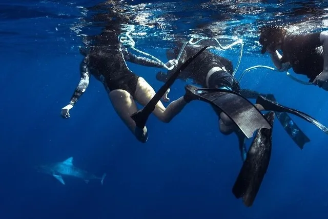 Haleiwa Shark Dive Private Charter - Image 2