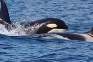 Hoonah Whale Watching Cruise thumbnail 3