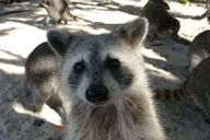 Miami Kayak and SUP Raccoon Island Tour 2.5 hr thumbnail 4