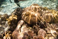 Key Largo Spiegel Grove Wreck Dive thumbnail 3