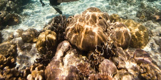 Key Largo Spiegel Grove Wreck Dive - Image 3
