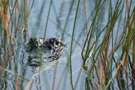 Florida Everglades Airboat Ride thumbnail 1