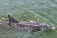 Hilton Head Dolphin Watching Cruise with Donuts thumbnail 3