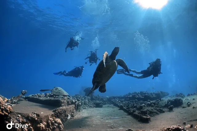 Lahaina Scuba Diving Experience - Image 1