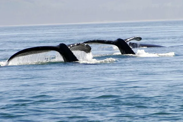 Juneau Whale Watching and Lighthouse Tour - Image 6