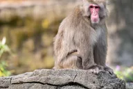 New York Central Park Zoo Entry Ticket thumbnail 3
