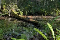 Florida Everglades Jeep Tour at Night thumbnail 5