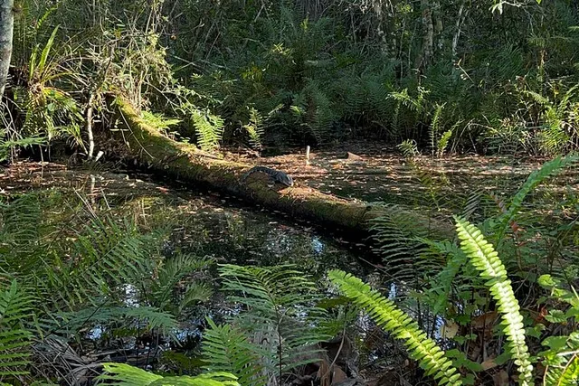 Florida Everglades Jeep Tour at Night - Image 5