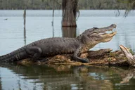 New Orleans Swamp Tour with Transportation thumbnail 2