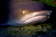 Kaua’i Scuba Dive at Mana Crack Full Day thumbnail 6