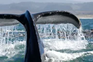 San Diego Whale Watching Cruise thumbnail 3
